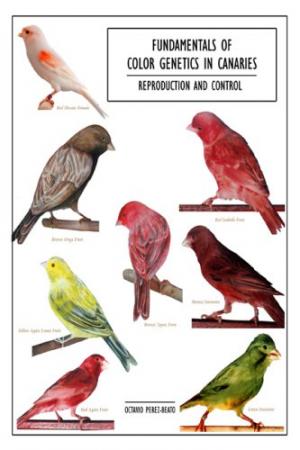 Fundamentals Of Color Genetics  in Canaries