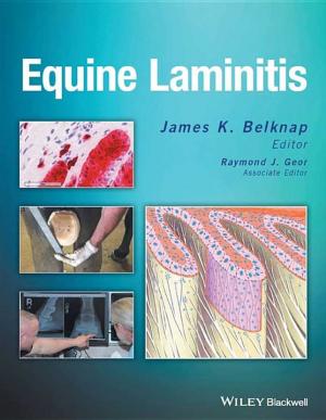 Equine Laminitis